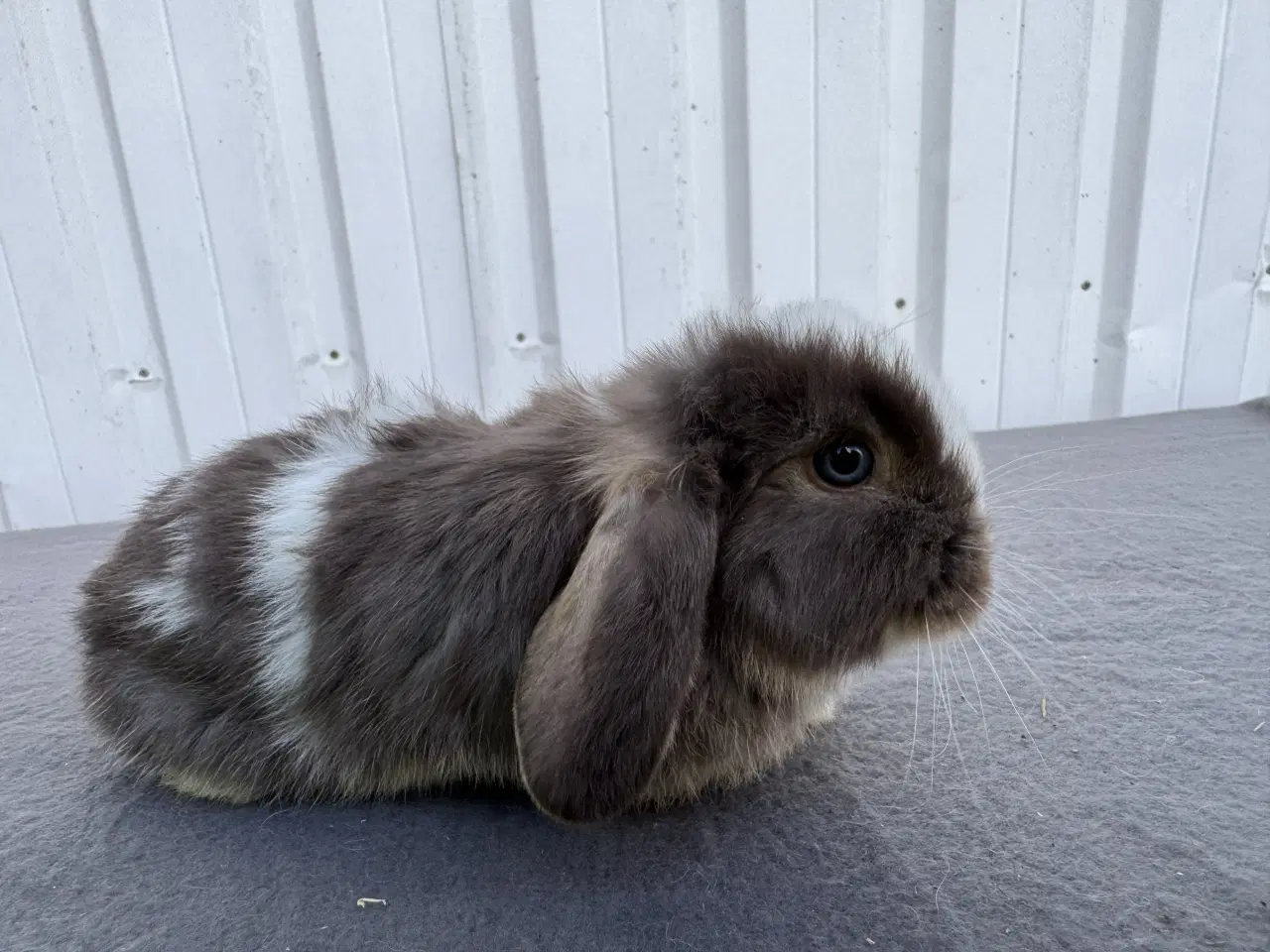 Billede 6 - Dværgvædder hankanin