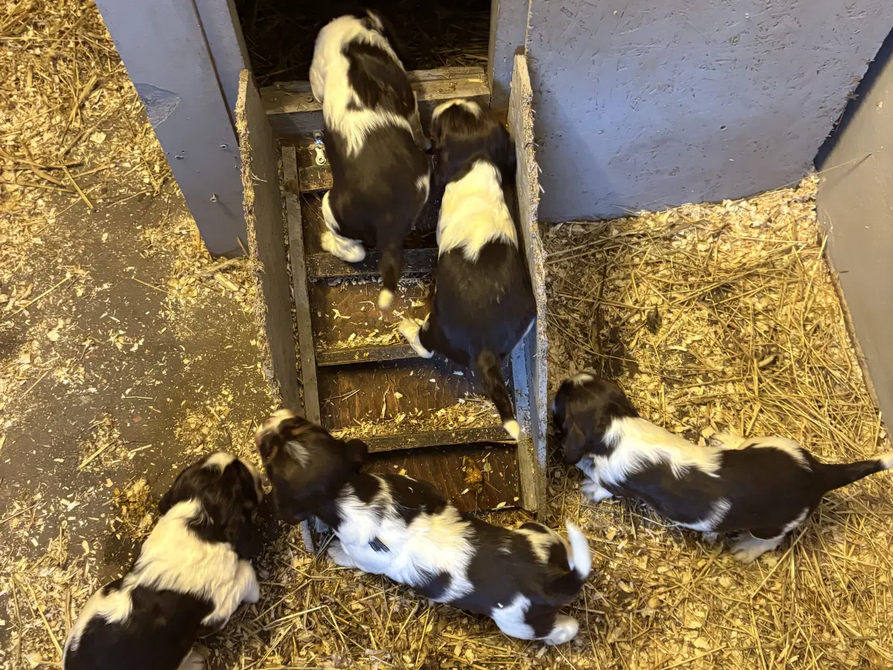 Billede 2 - Engelsk Springer Spaniel