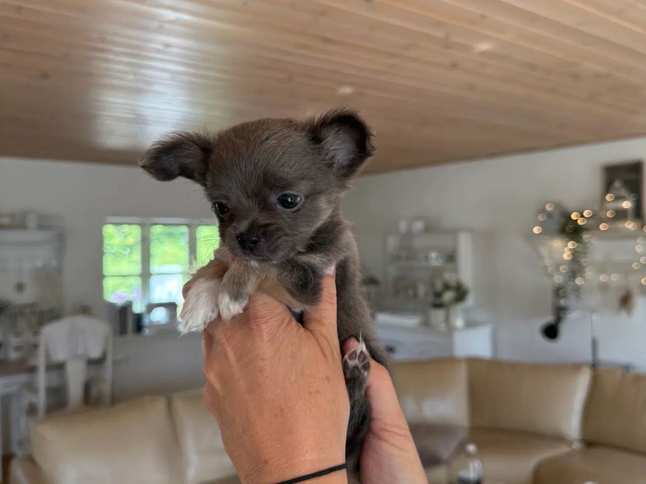 Billede 4 - Chihuahua hvalpe 