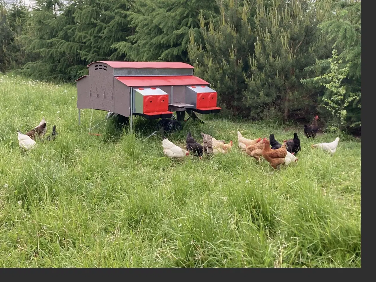 Billede 4 - Mobil hønse hus