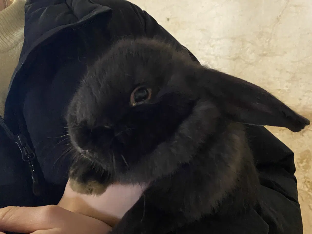 Billede 4 - Fransk vædder blanding