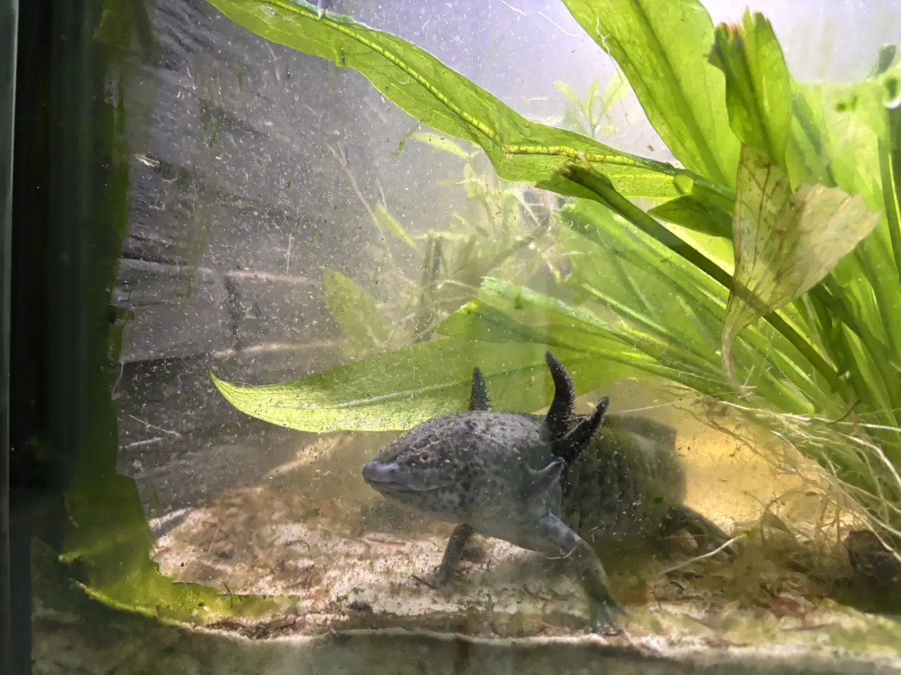 Billede 3 - 2 stk Axolotl’er sælges