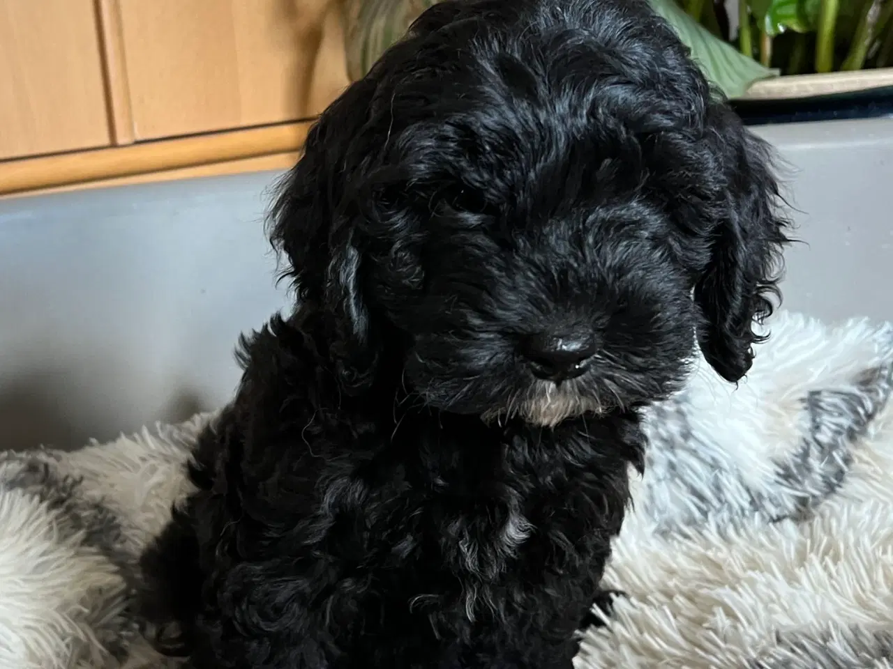 Billede 4 - Cavapoo hvalpe