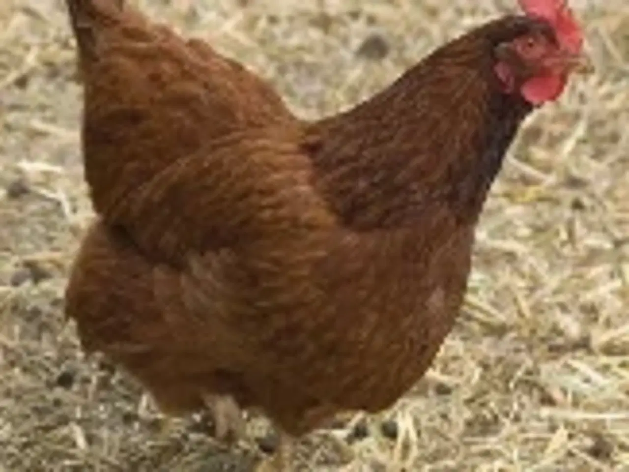 Billede 1 - New Hampshire sælges