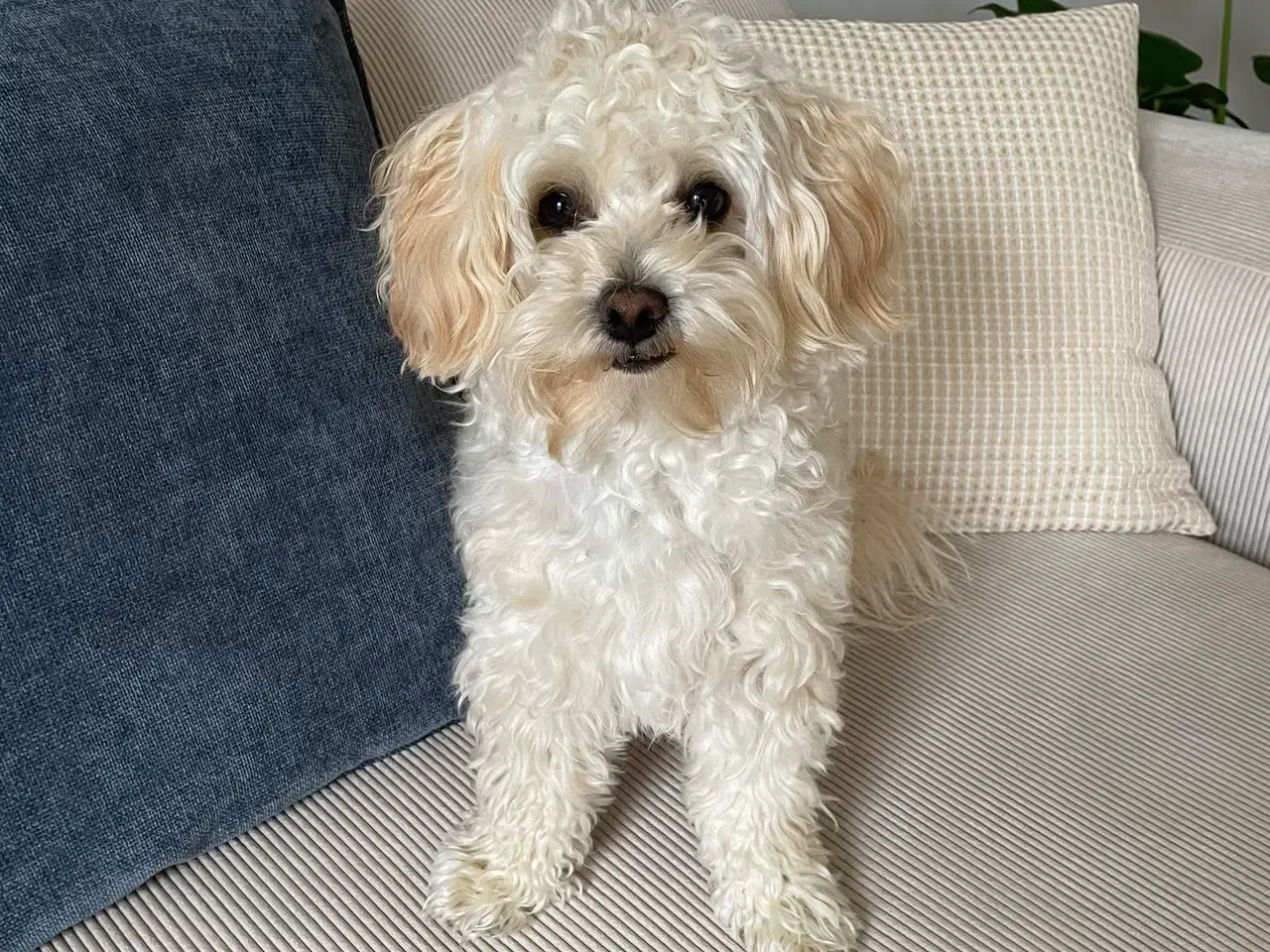 Billede 3 - Familievenlige Bomuldshund/Havanaise × Maltipoo hv