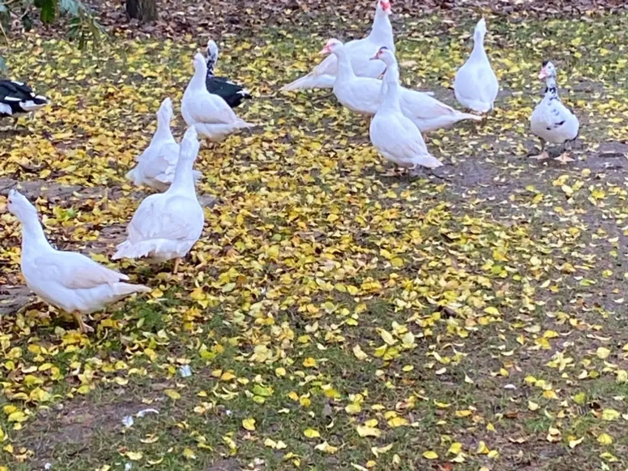 Billede 2 - Moskus Ænder 