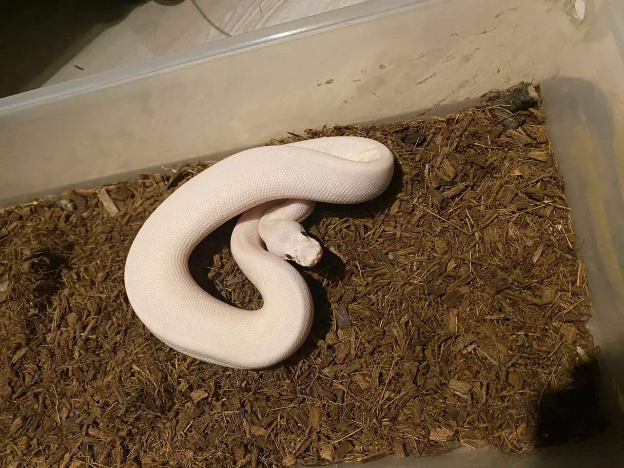 Billede 1 - 0.1 Blueyed Lucy