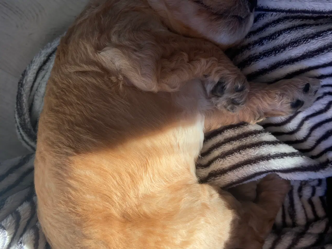 Billede 4 - Skønne Doodle hvalpe søger skønne hjem 