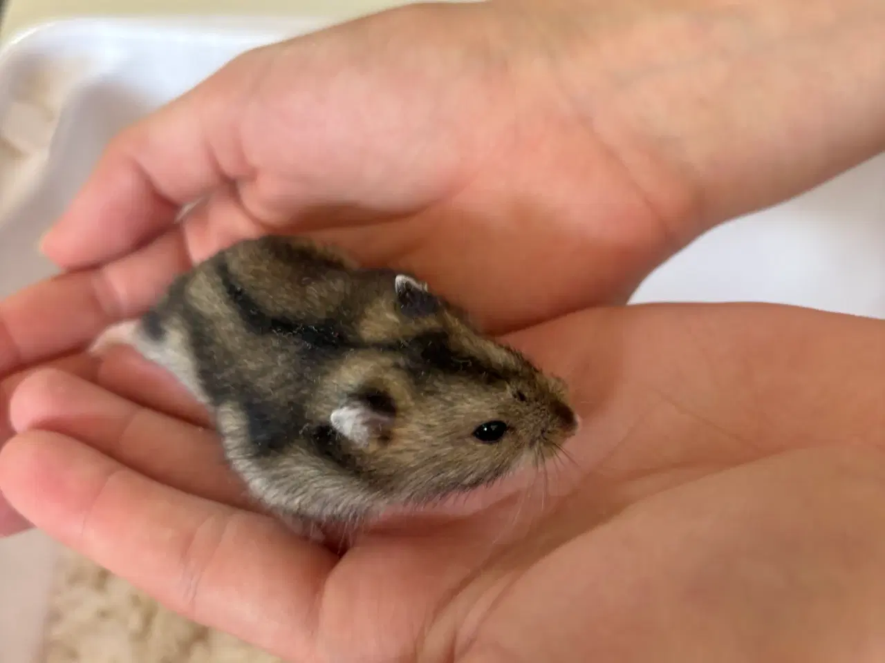 Billede 4 - Hamsterunger - dværghamster