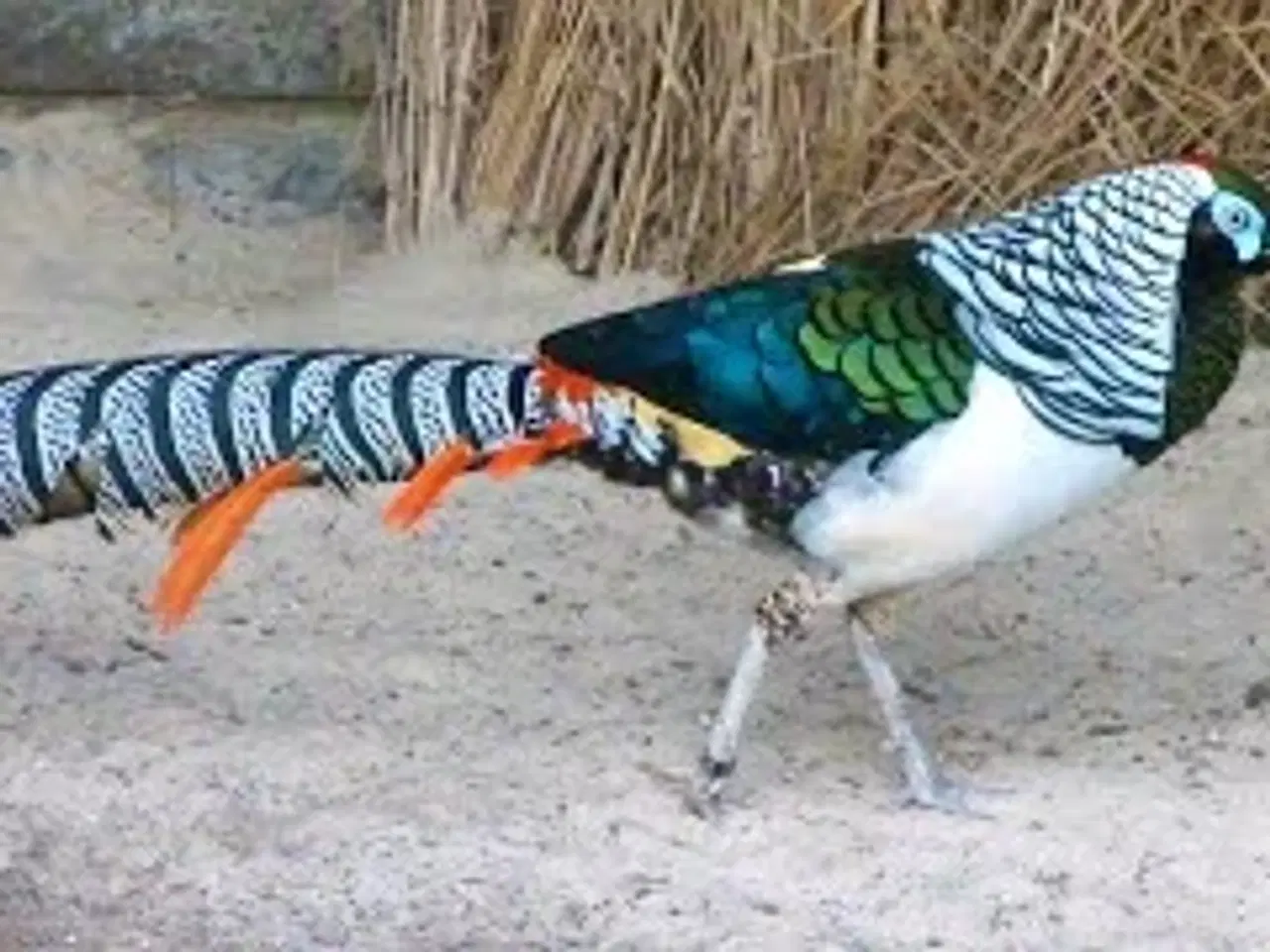 Billede 1 - Amhertsfasan par sælges