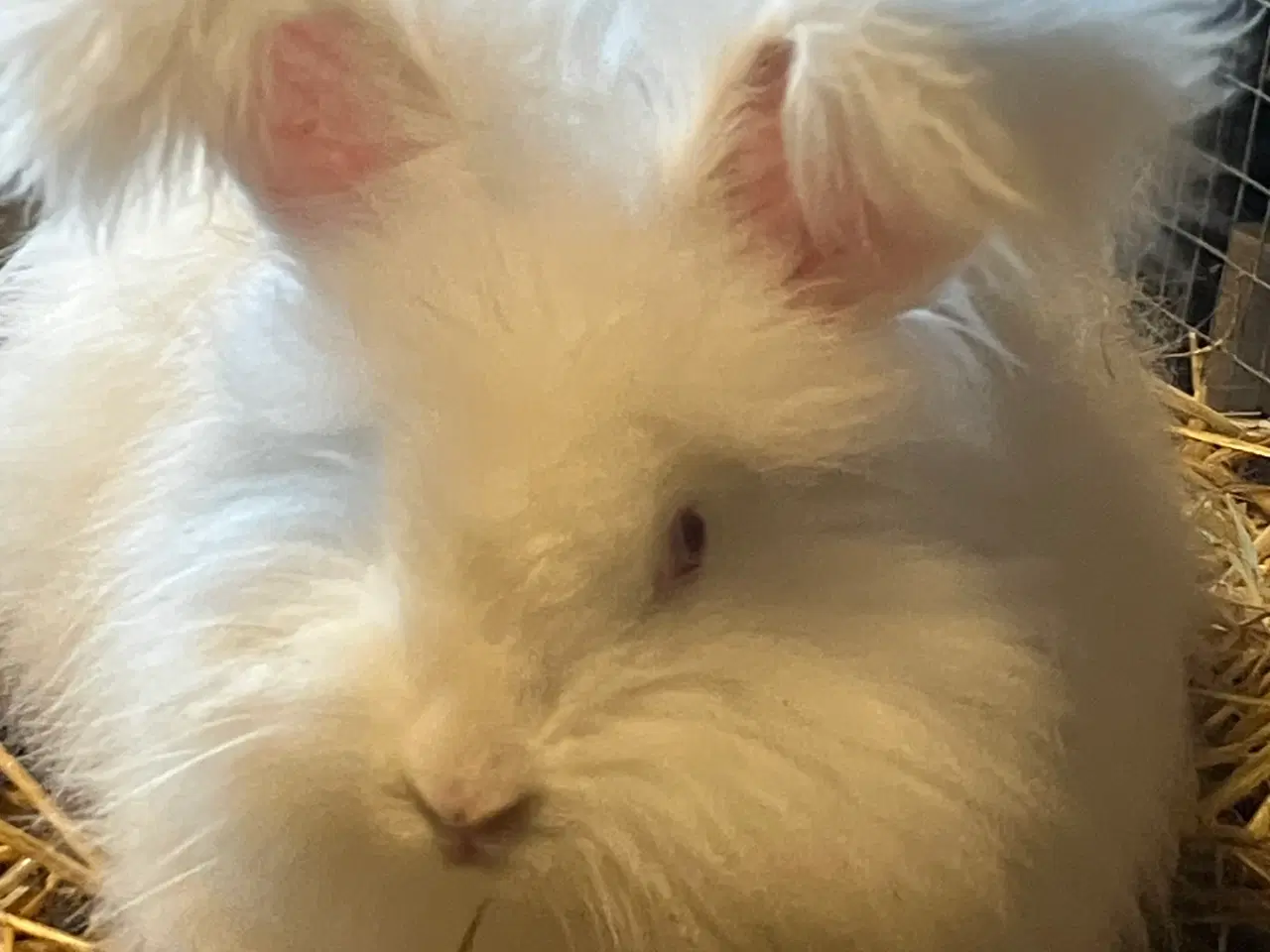 Billede 3 - Angora han 