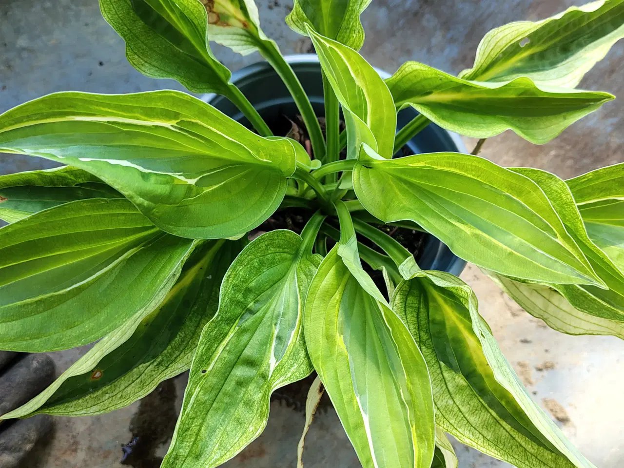Billede 4 - Hosta i potte 