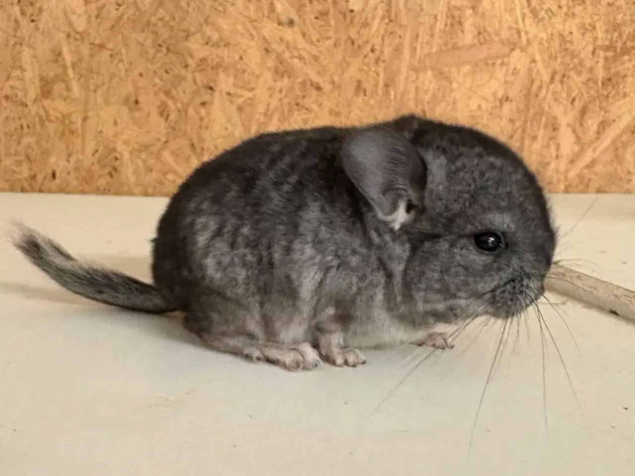 Billede 2 - Standard gbc han