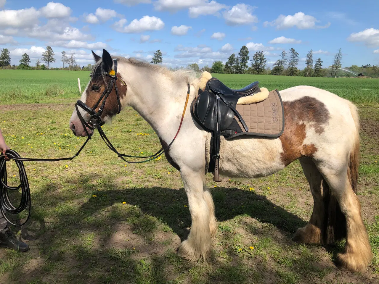 Billede 3 - Fantastisk sød pony