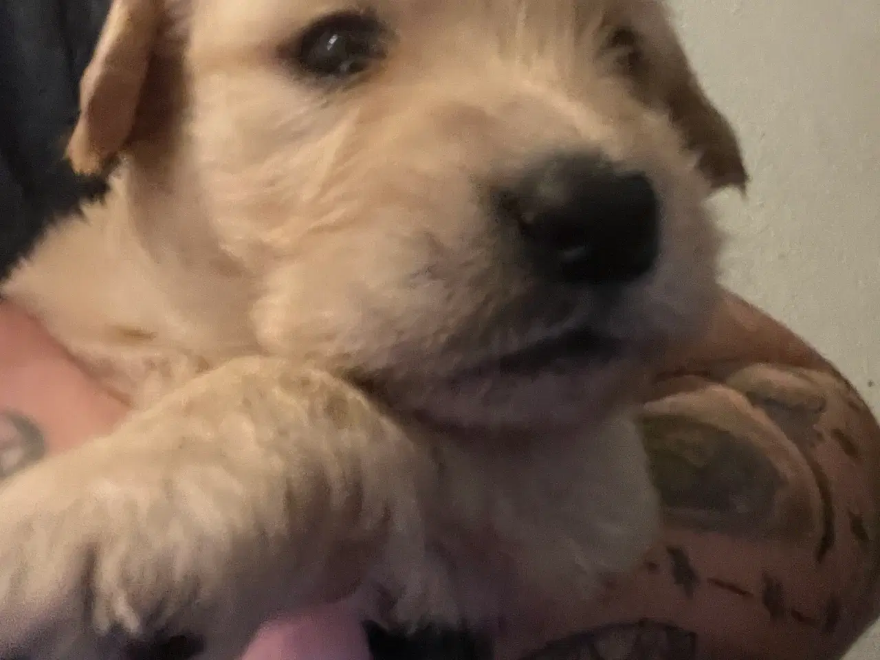 Billede 5 - Familie hunde søger nyt hjem