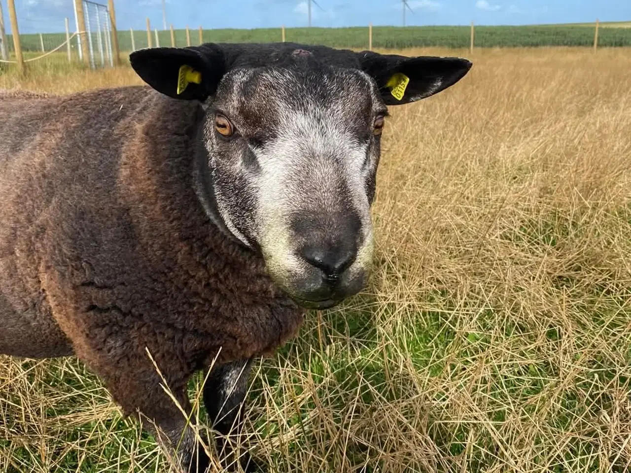 Billede 3 - Blå Texel vædder 