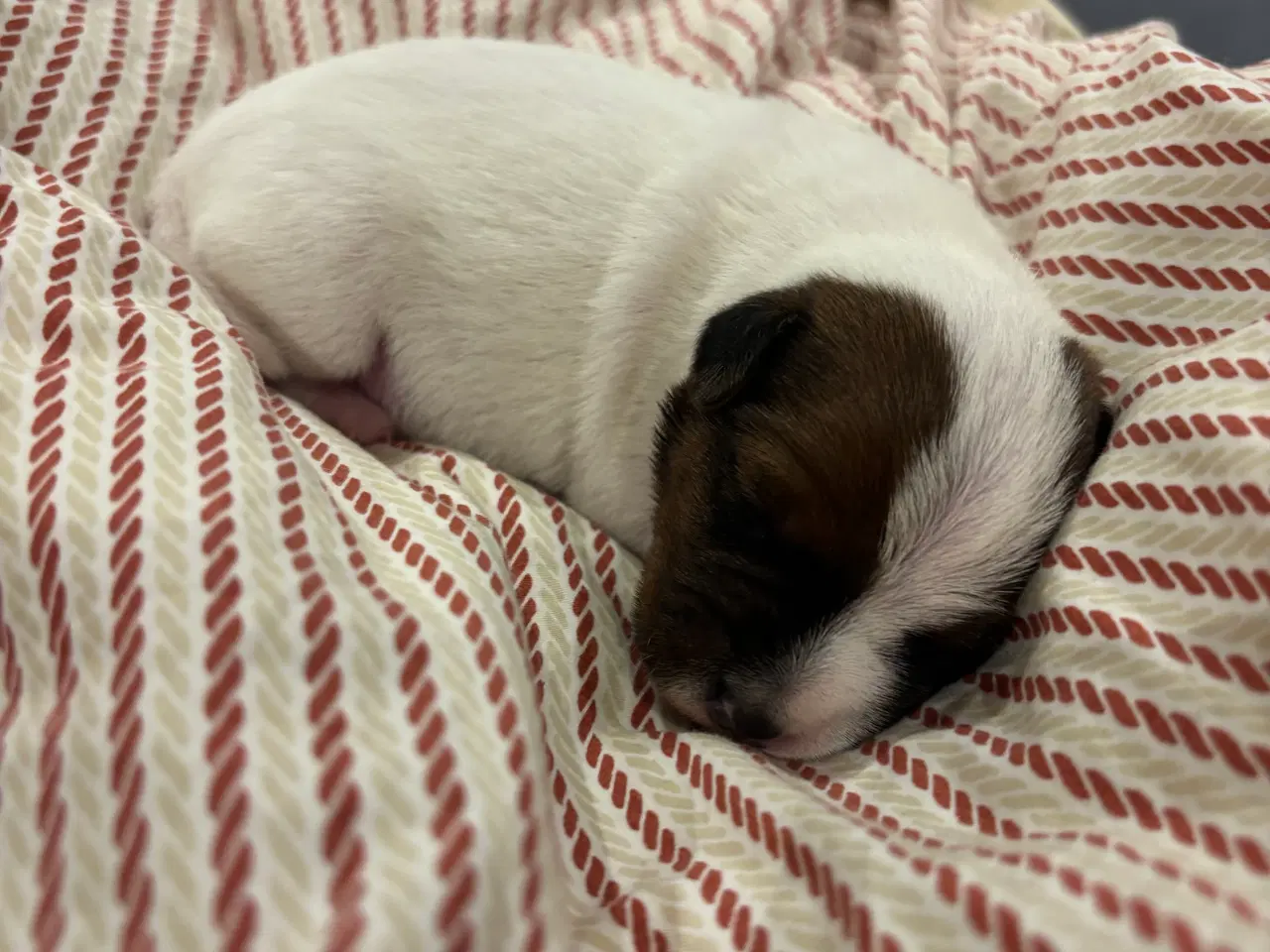 Billede 4 - Jack russel terrier hvalpe