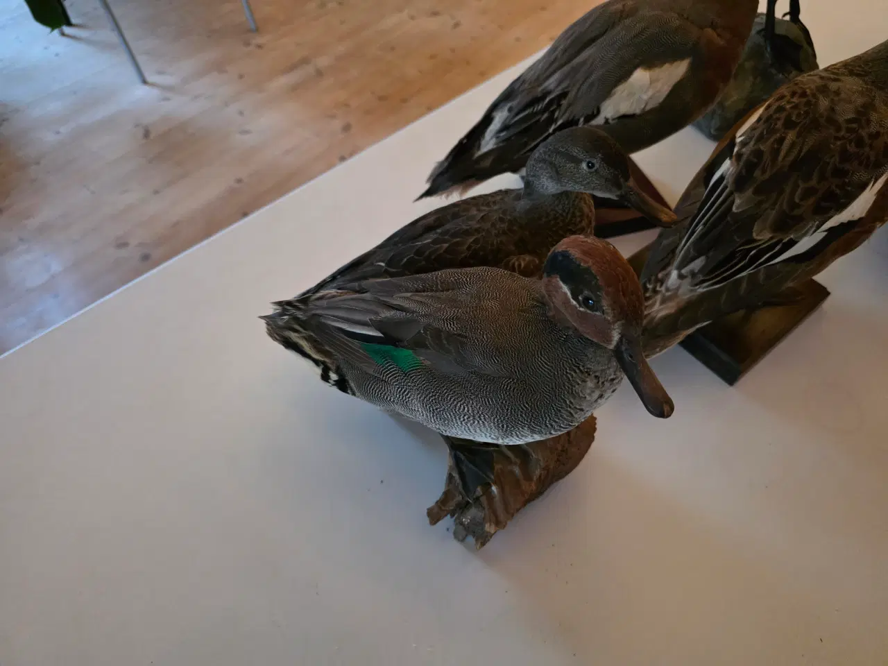 Billede 5 - Svømmeænder sælges samlet eller hver for sig