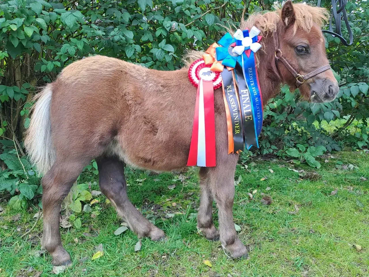 Billede 3 - Shetlandspony 2-års hingsteplage. 