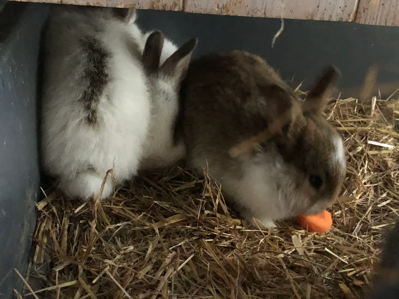 Billede 3 - Kaninunger hermelin og mini lop
