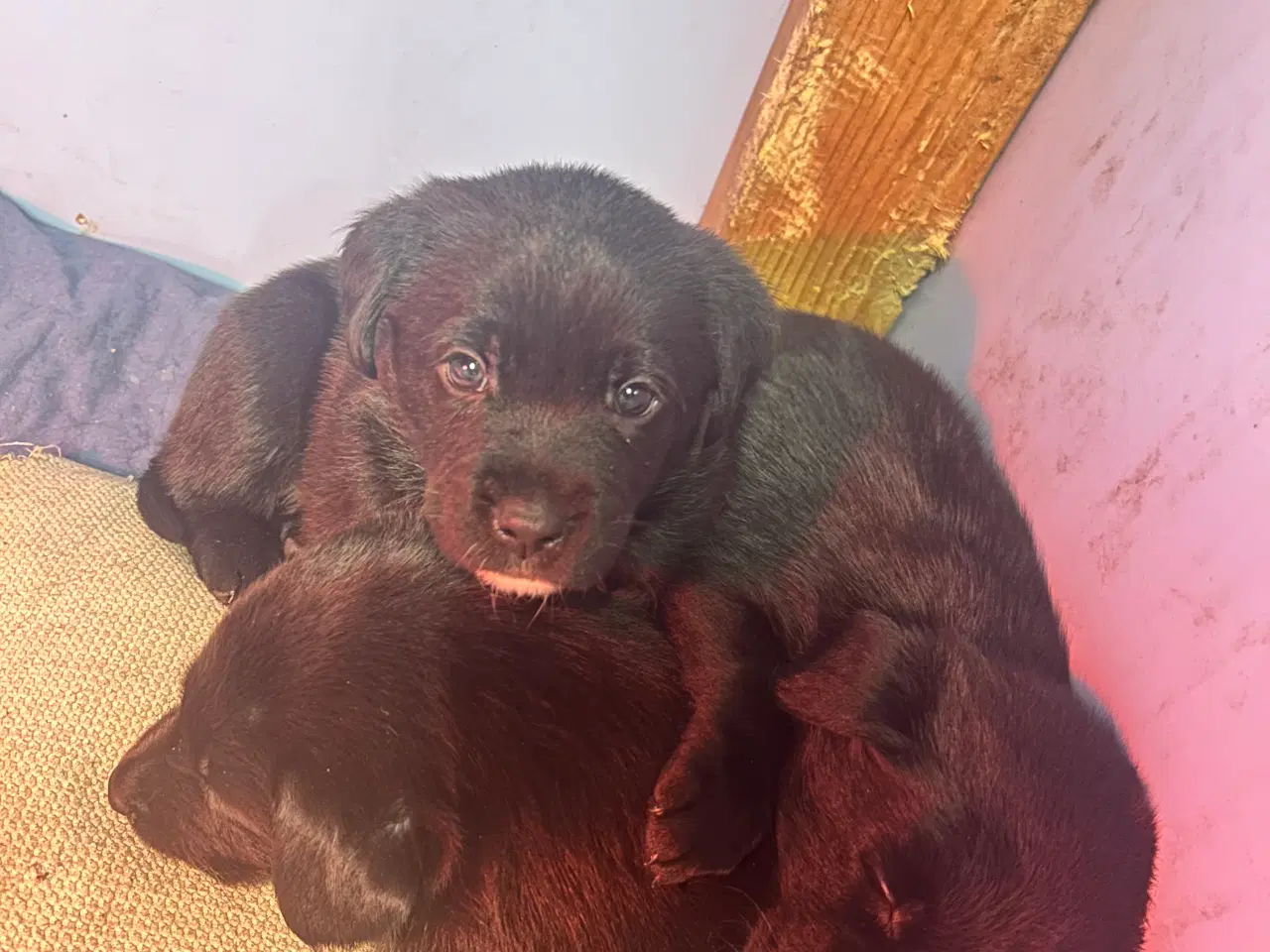 Billede 3 - 3 skønne han hunde 