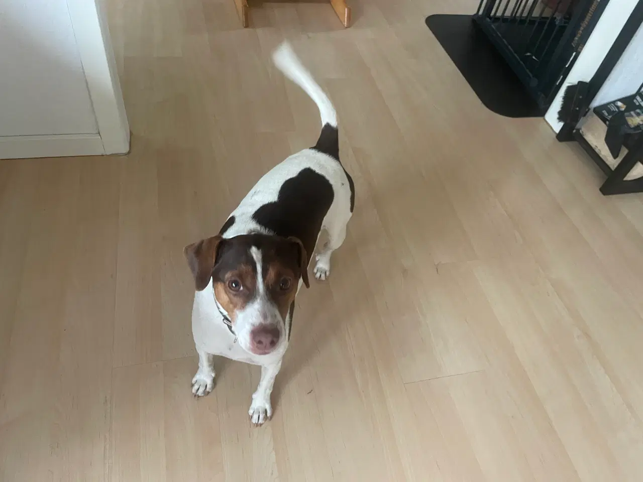 Billede 4 - Dansk svensk gårdhund