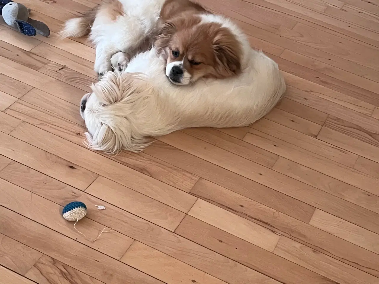 Billede 2 - Hundevalp sælges