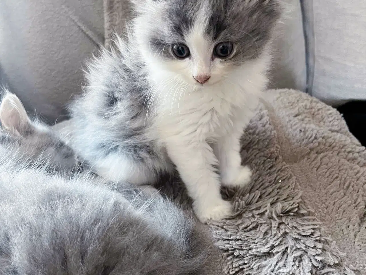 Billede 7 - Mainecoon killinger 