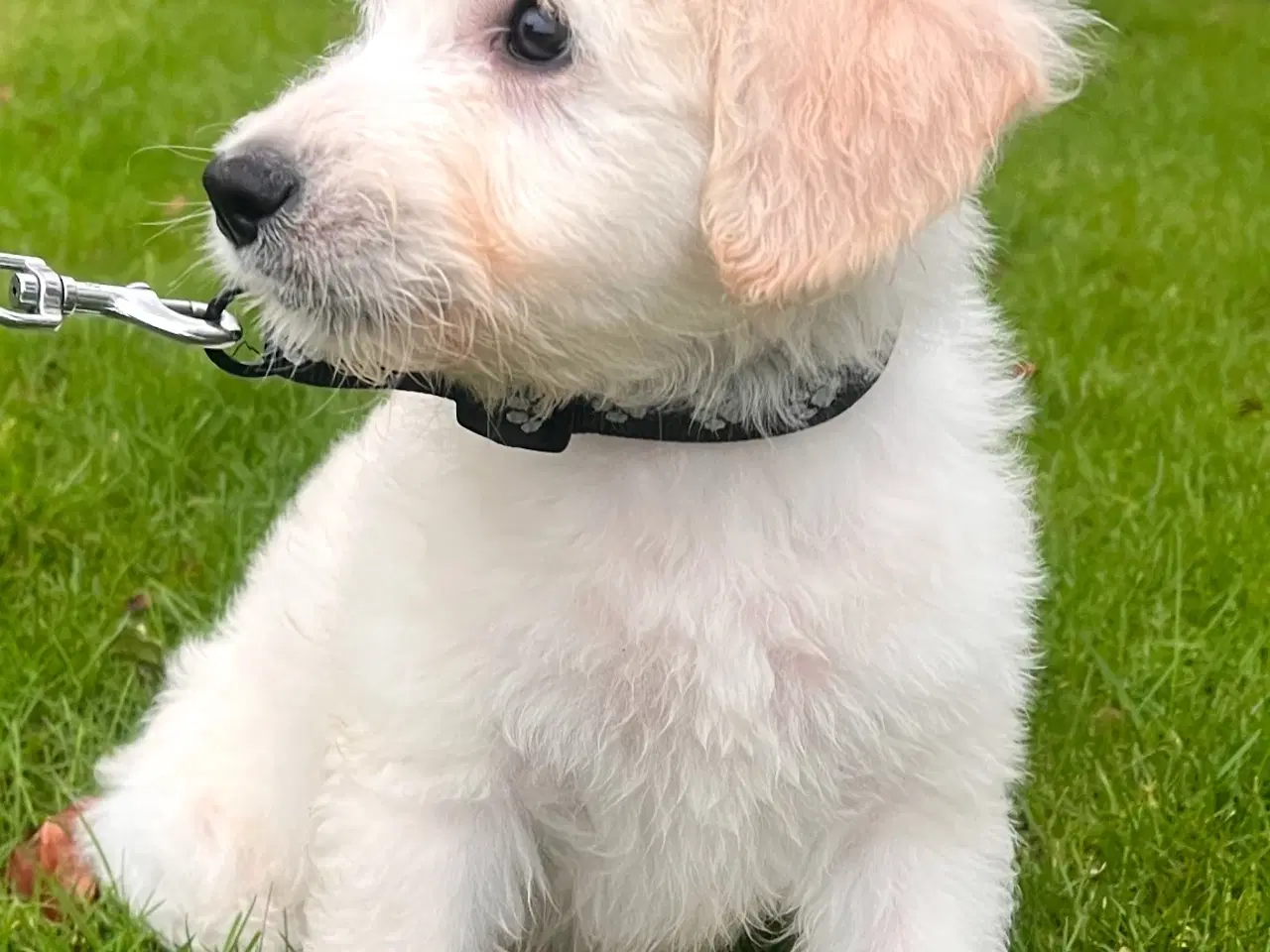 Billede 2 - Goldendoodle Hvalpe