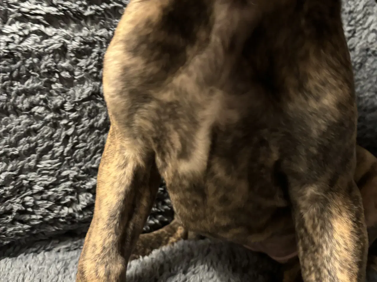 Billede 4 - Grand Danois hvalpe 