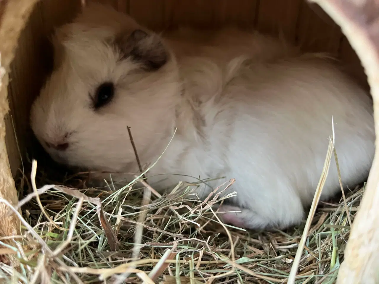 Billede 7 - To hun maresvin sælges med bur og alt tilbehør 