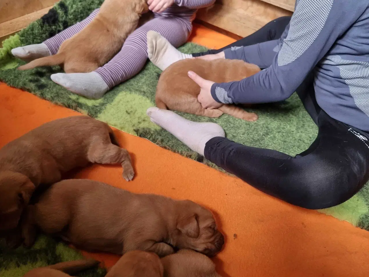 Billede 3 - Fox Red labrador 