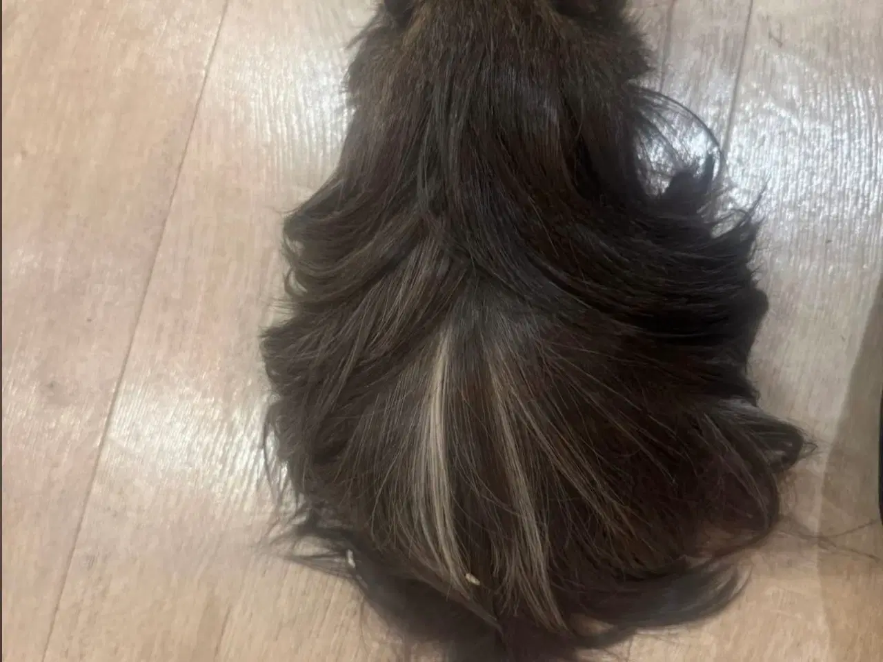 Billede 2 - 2 søde han Marsvin