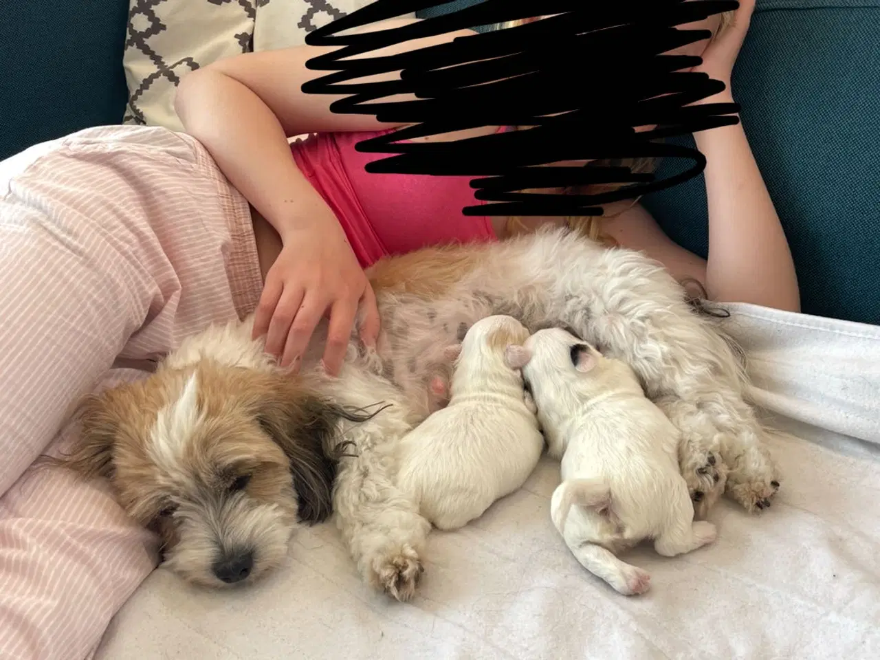 Billede 4 - Coton de tulear hvalpe