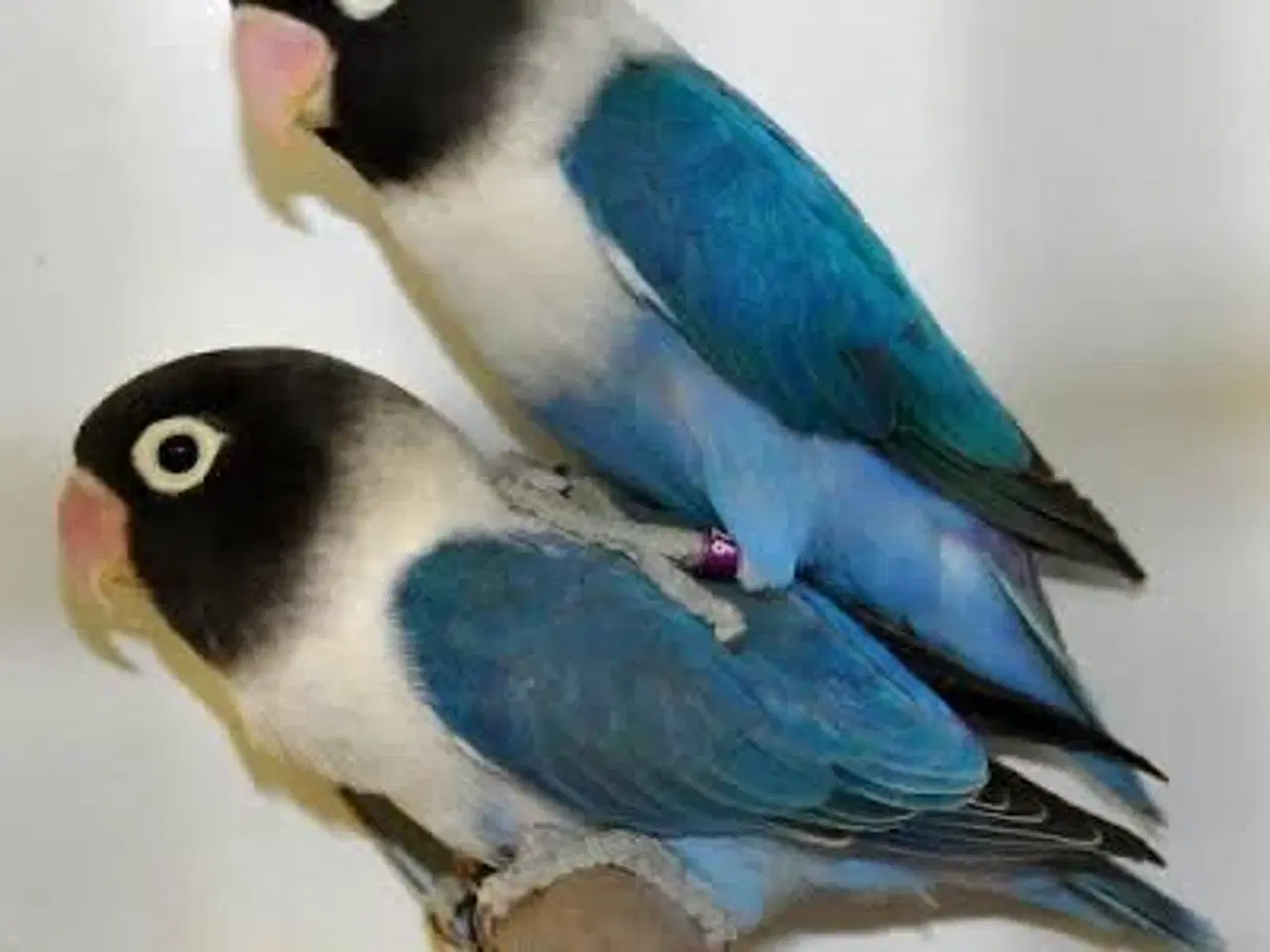 Billede 1 - Dværgpapegøjer