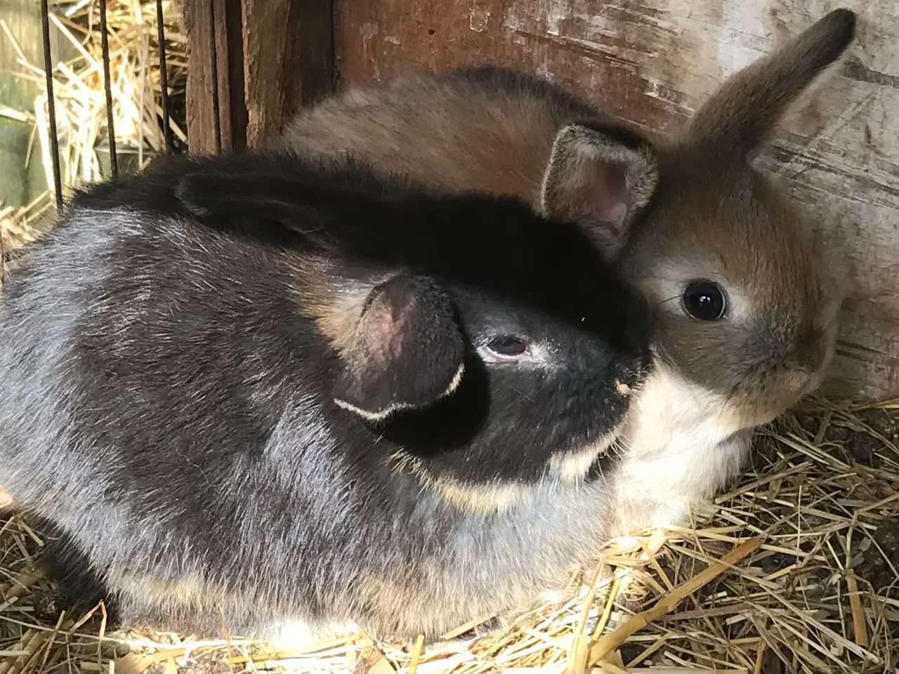 Billede 2 - Mini loop babyer