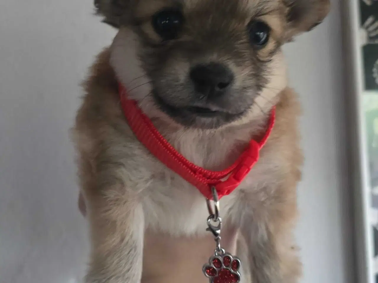 Billede 6 - 1 skøn pige