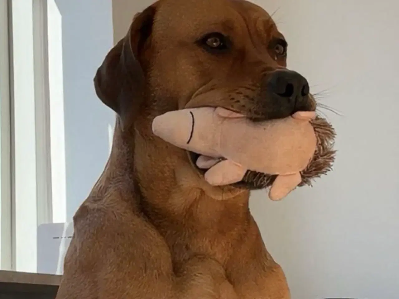 Billede 1 - Blandings hund sælges 