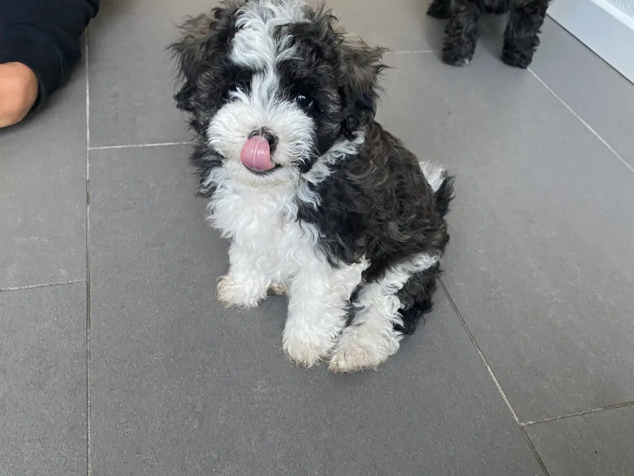 Billede 2 - Maltipoo hvalpe