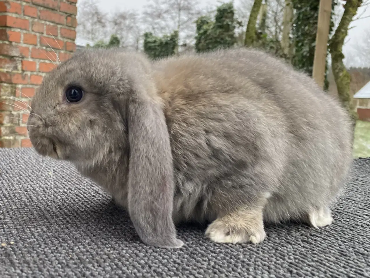 Billede 10 - FRANSK VÆDDER HAN VILDTBLÅ