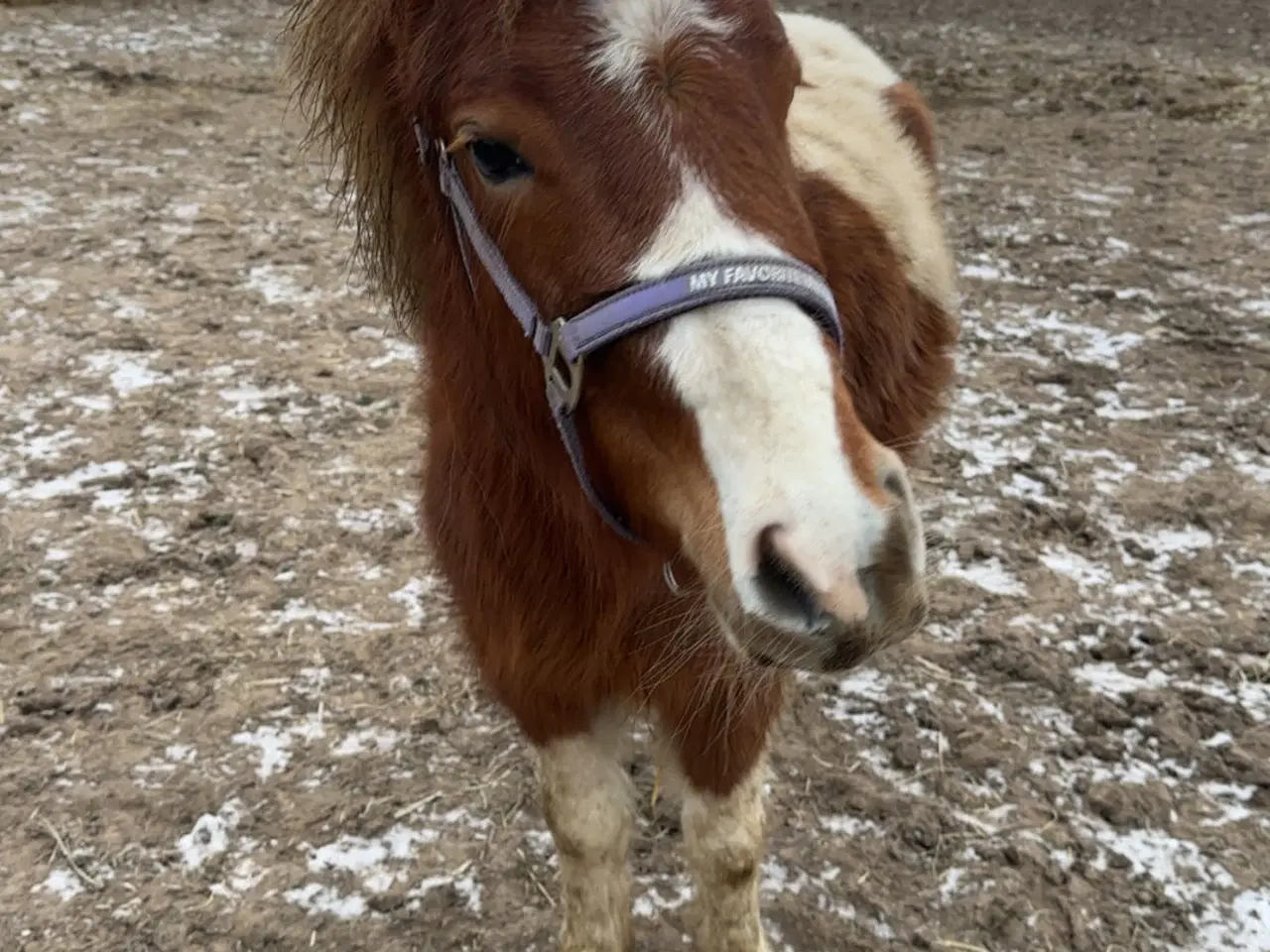 Billede 3 - Super sød shetlands hoppe på snart 3 år