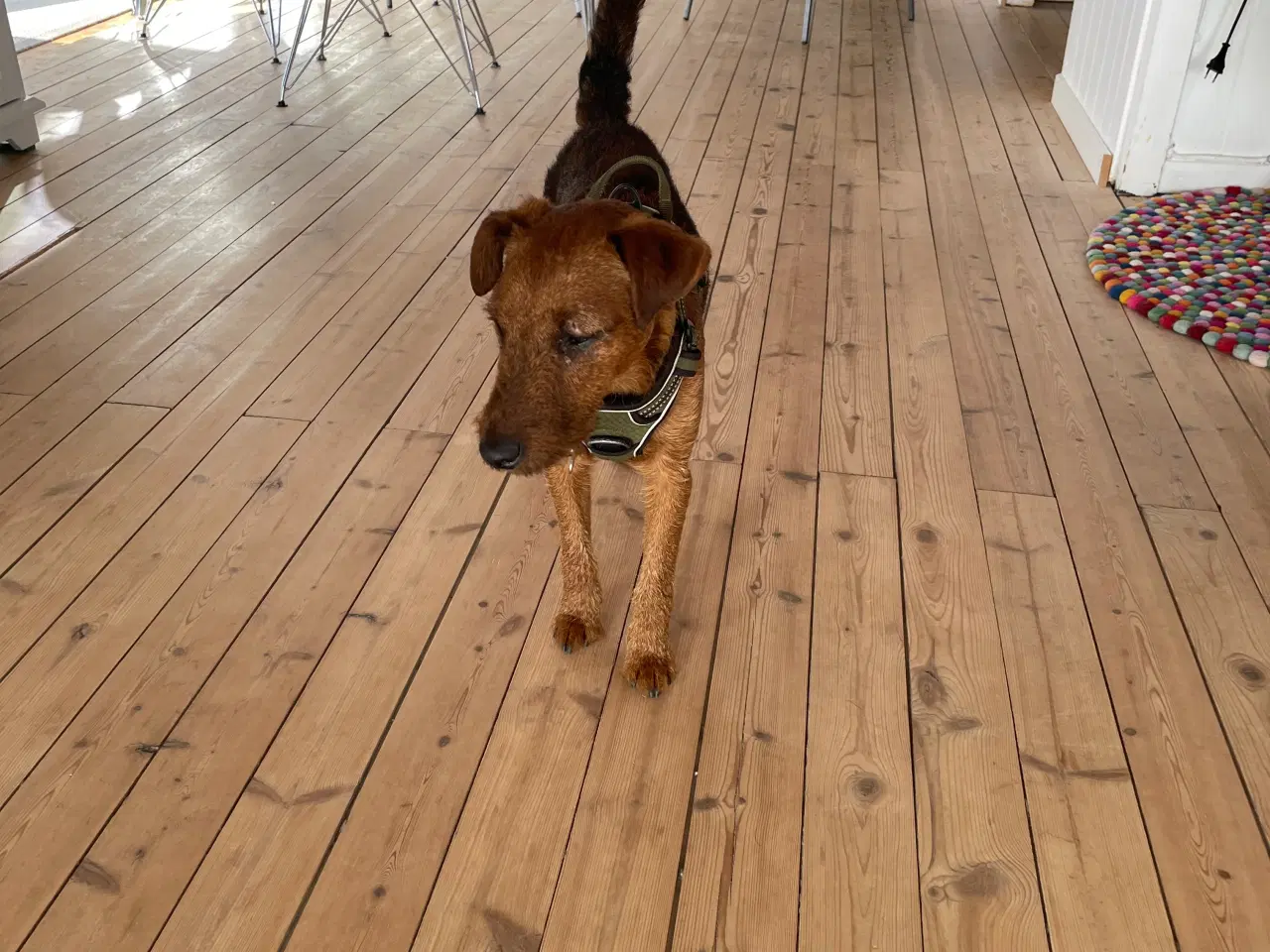 Billede 4 - Jagthund søger nyt hjem