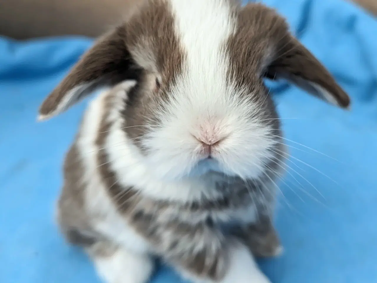 Billede 5 - Minilop kaninunge sælges