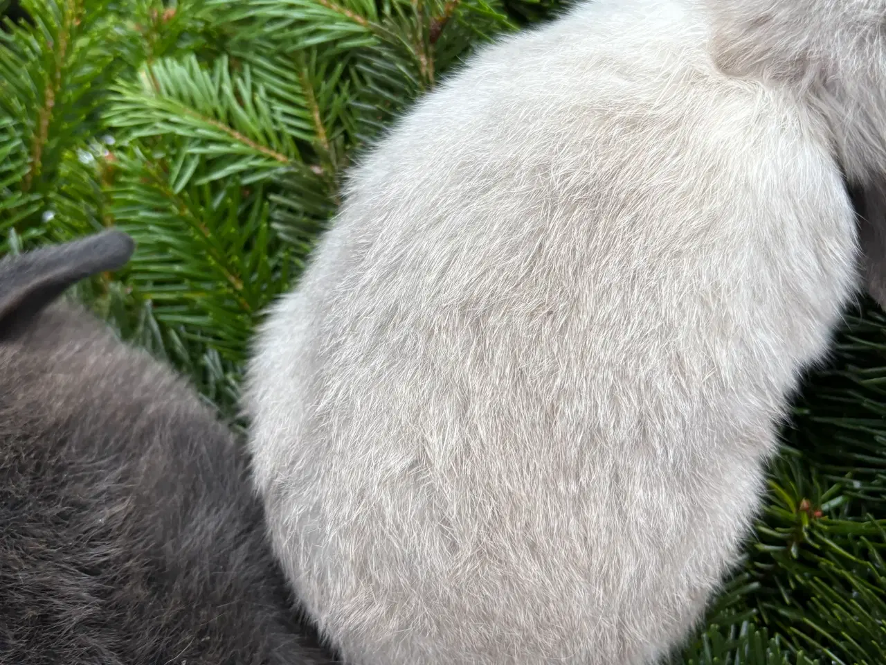 Billede 3 - Minilops pige