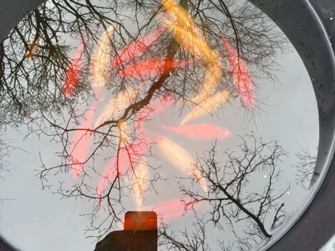 Billede 1 - Guldfisk 15-20cm