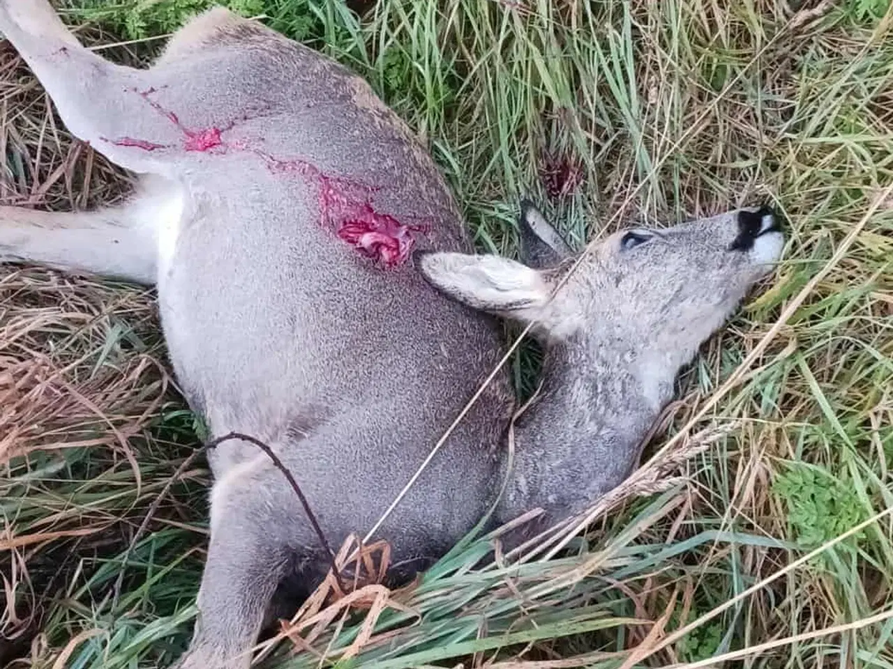 Billede 1 - Swarovski Z6i 