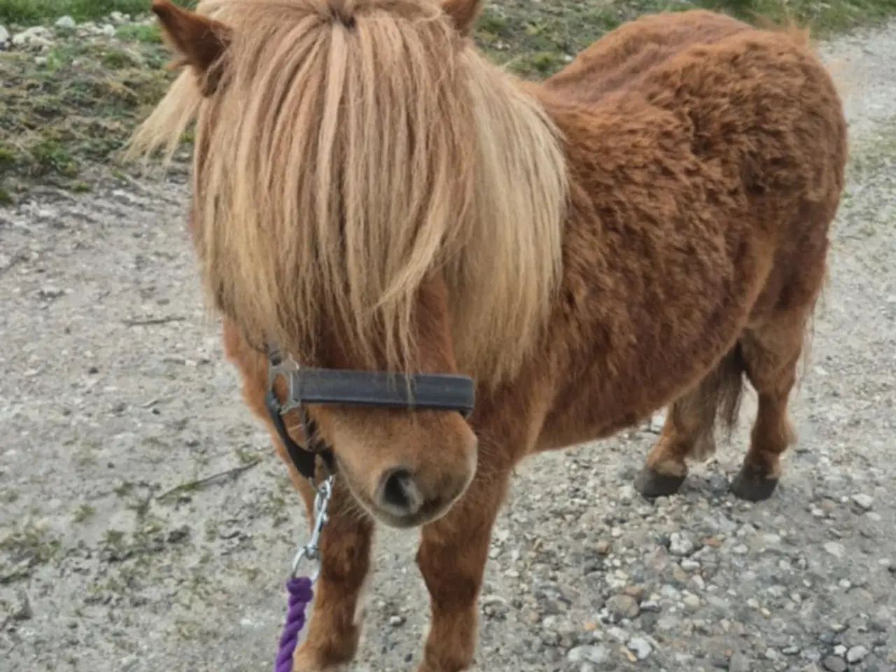 Billede 6 - Kommende køre og børnepony