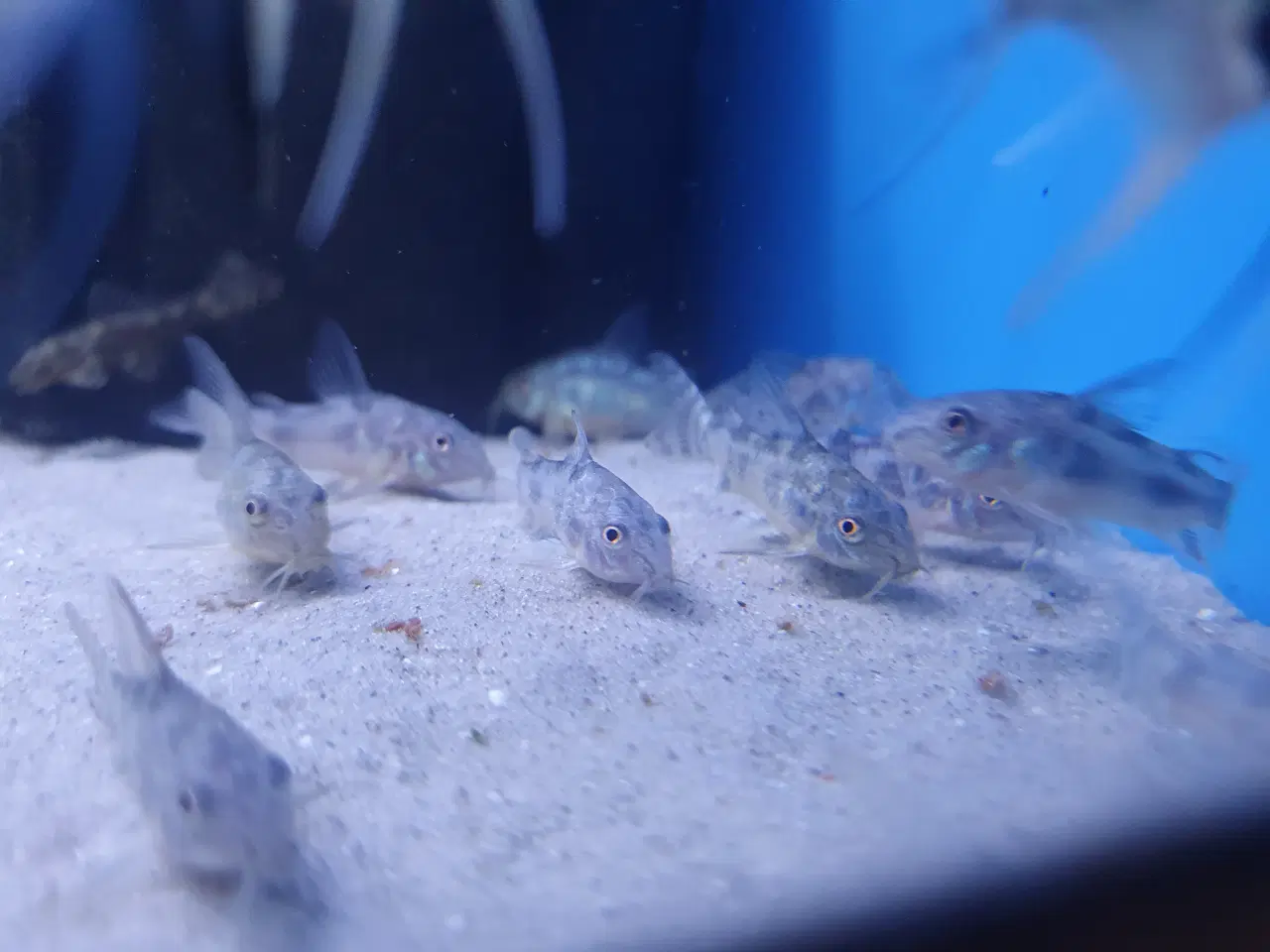 Billede 11 - Plettet pansermaller (Corydoras paleatus)