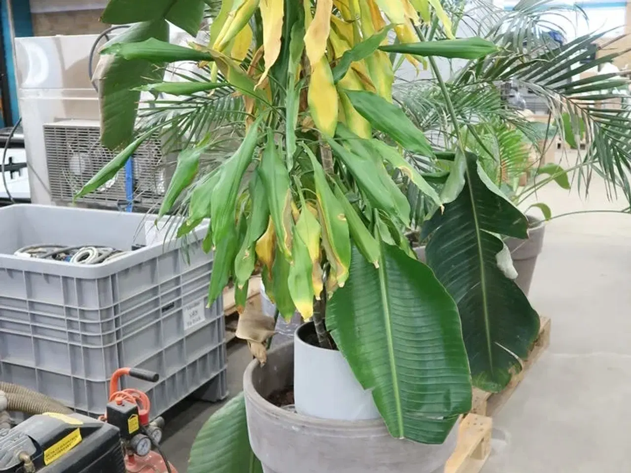 Billede 3 - Div. store planter i krukker