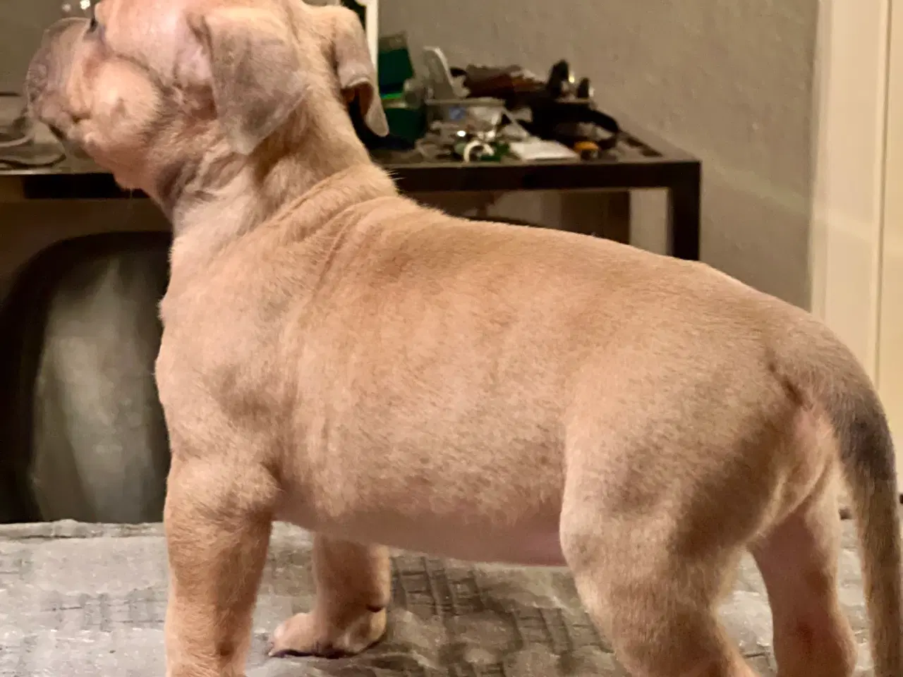 Billede 10 - American Bully XL